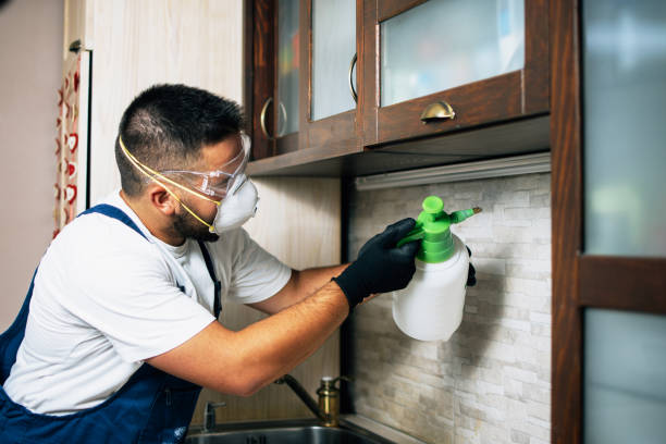 Best Pest Prevention Services  in Mlstadt, IL
