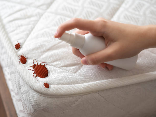 Best Wasp Removal Services  in Mlstadt, IL