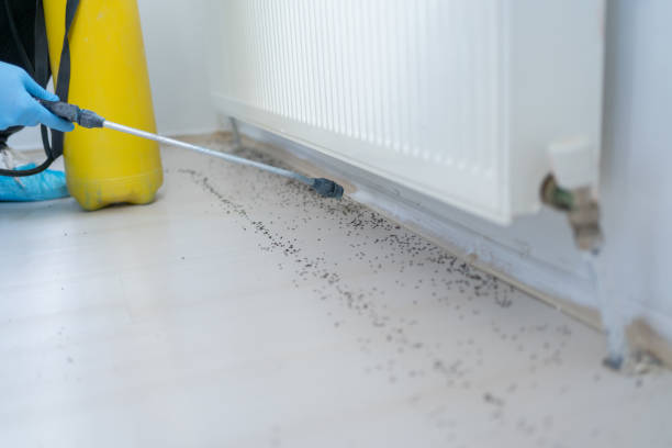 Best Termite Control Services  in Mlstadt, IL