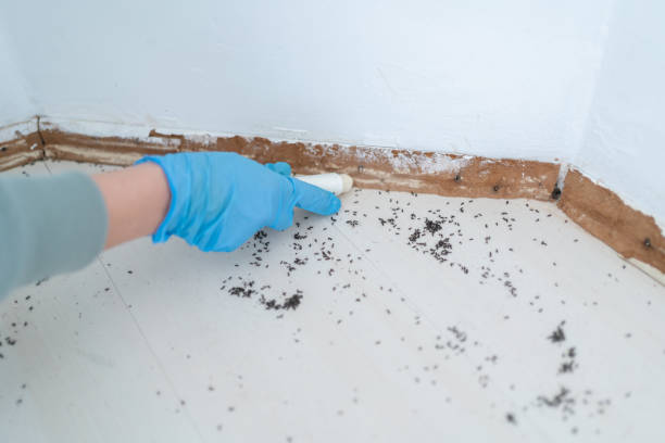 Best Pest Control for Businesses  in Mlstadt, IL